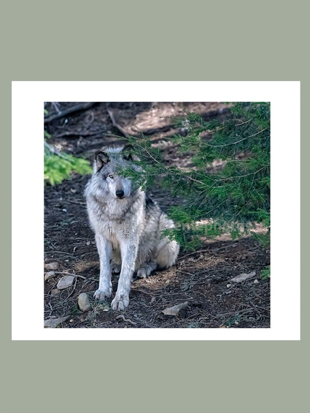 PRINT on professional paper 8"x8" matted to 12"x12" My Photo Your Frame